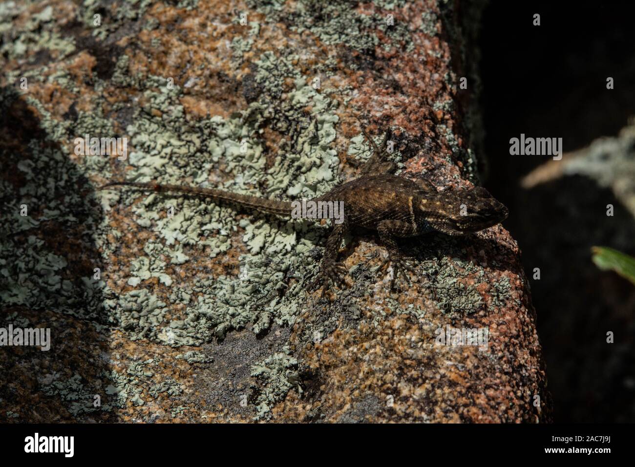 Yarrow di lucertola spinosa (Sceloporus jarrovii) da Graham County, Arizona, Stati Uniti. Foto Stock