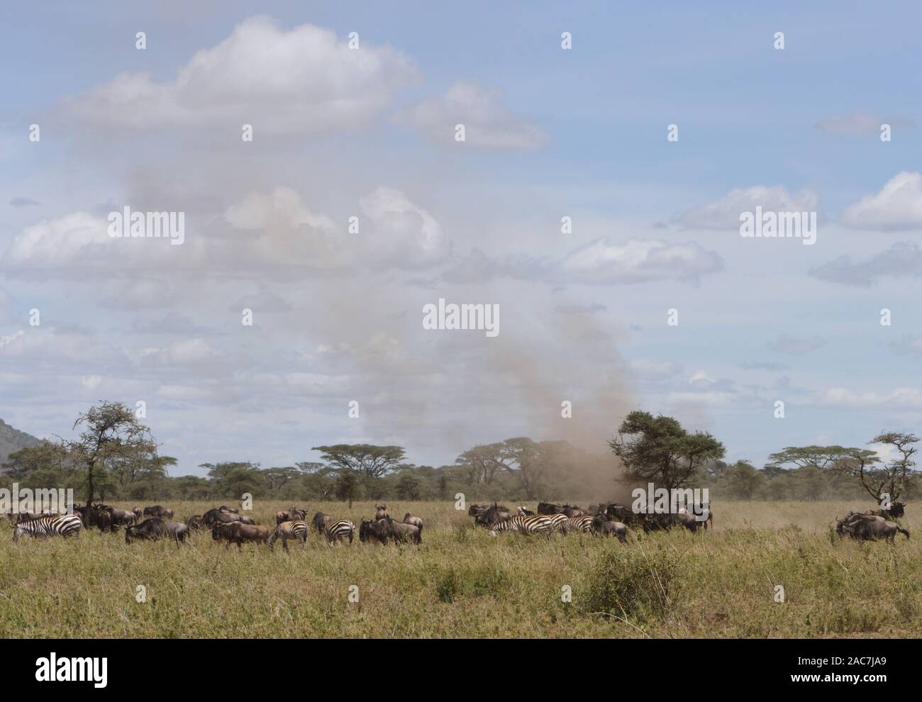 Una nube di polvere è montata dal vento sopra una mandria mista di pianure zebra (Equus quagga, ex Equus burchellii) e blu di una villa Foto Stock