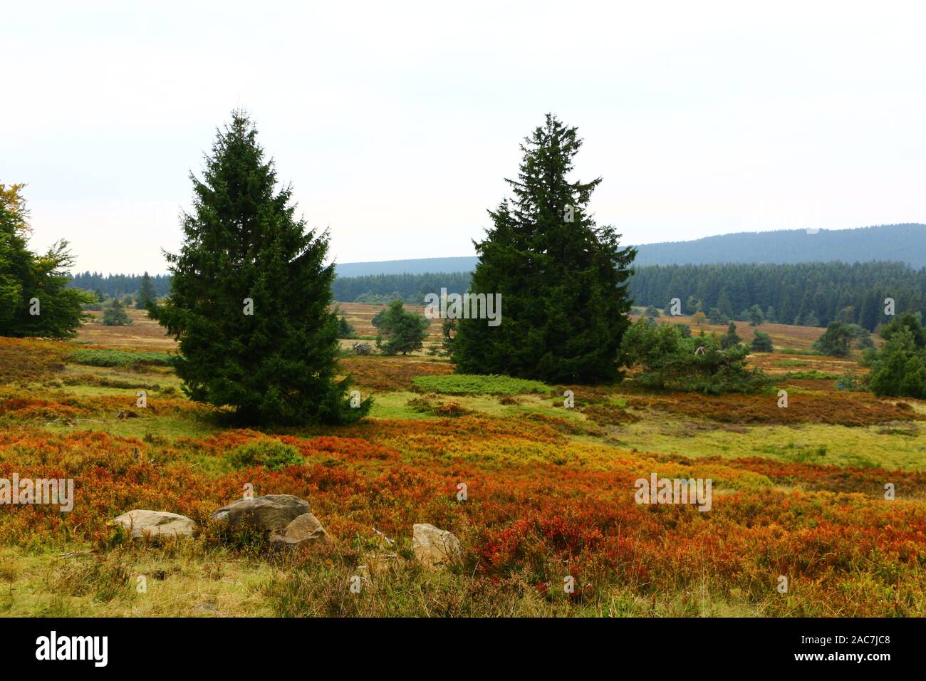 Herbst auf der Hochheide in Willingen im Sauerland Foto Stock