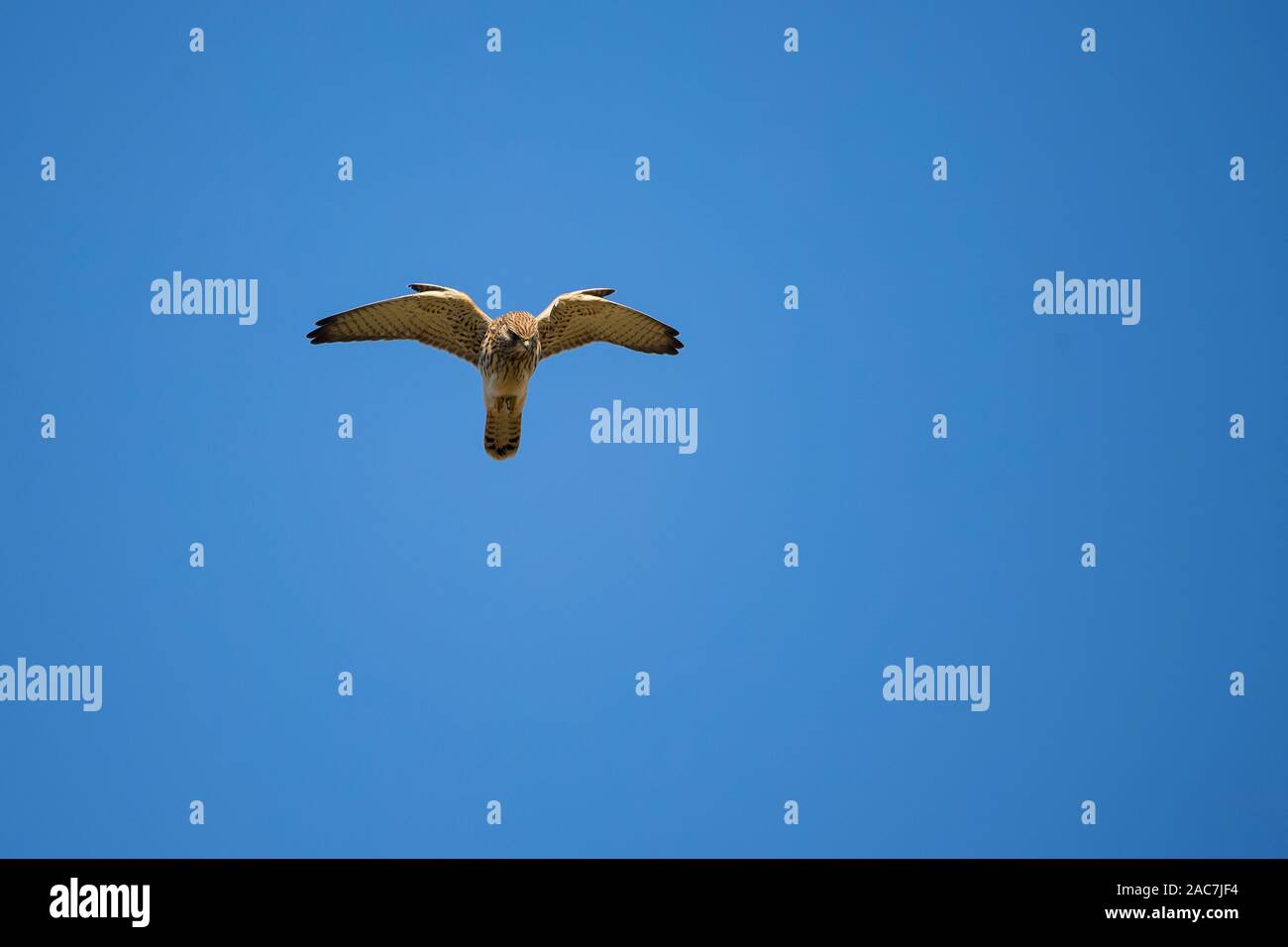 Il Gheppio Falco tinnunculus in bilico contro un cielo blu mentre è in corso la ricerca di prede sul terreno Foto Stock