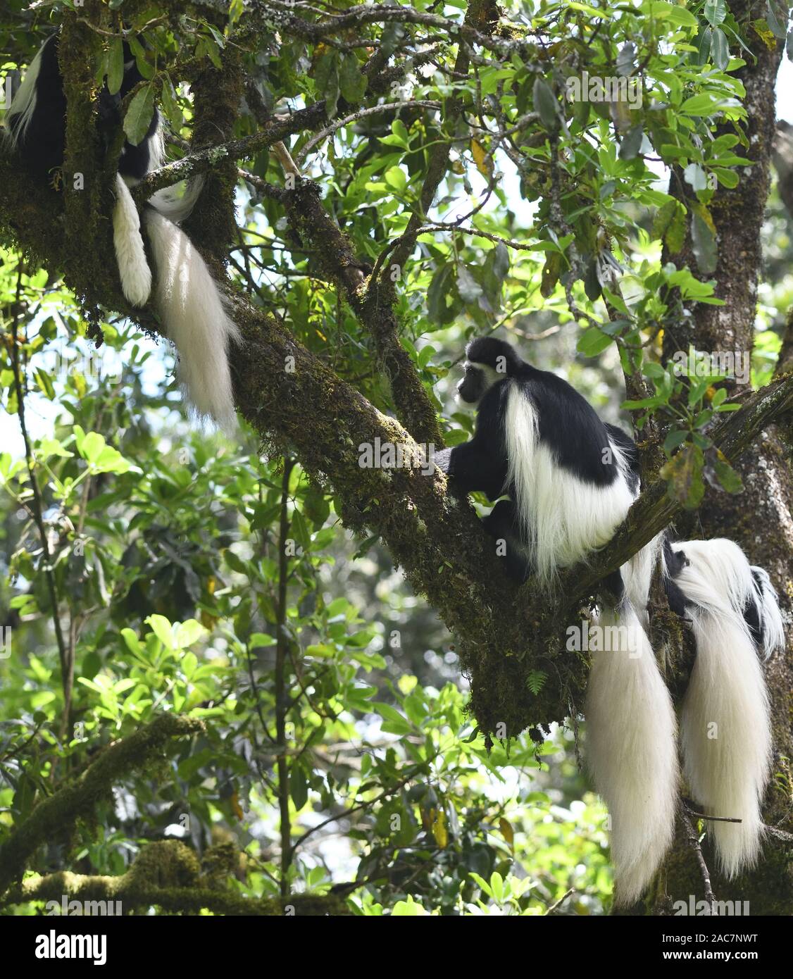 Un gruppo di Black and White Colobus monkeys, mantled (guereza Colobus guereza) con le loro magnifiche Bianche mantels code e rilassarsi su albero branche Foto Stock