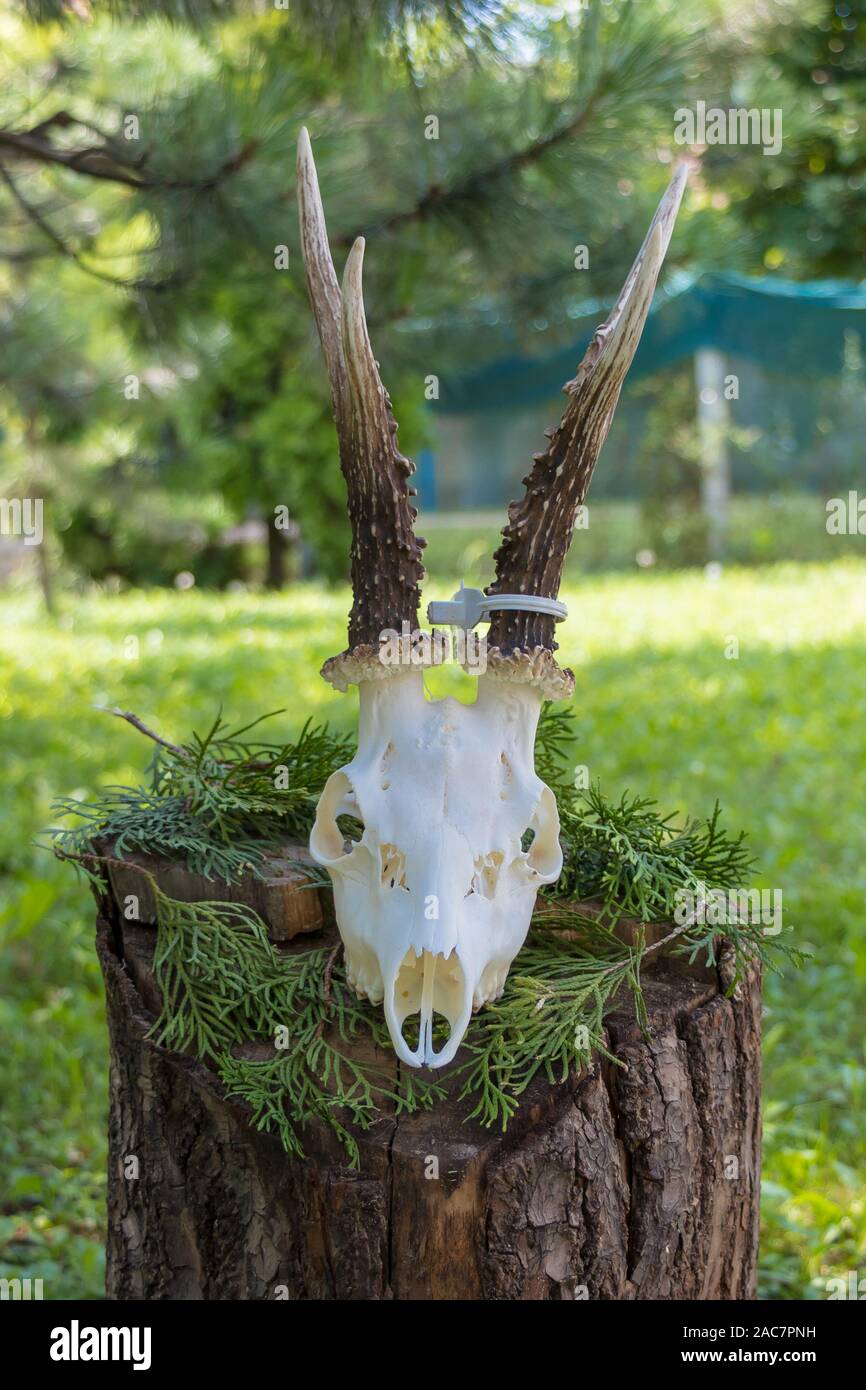 Asciugare corna di cervo attaccato al cranio su un tronco di albero Foto Stock