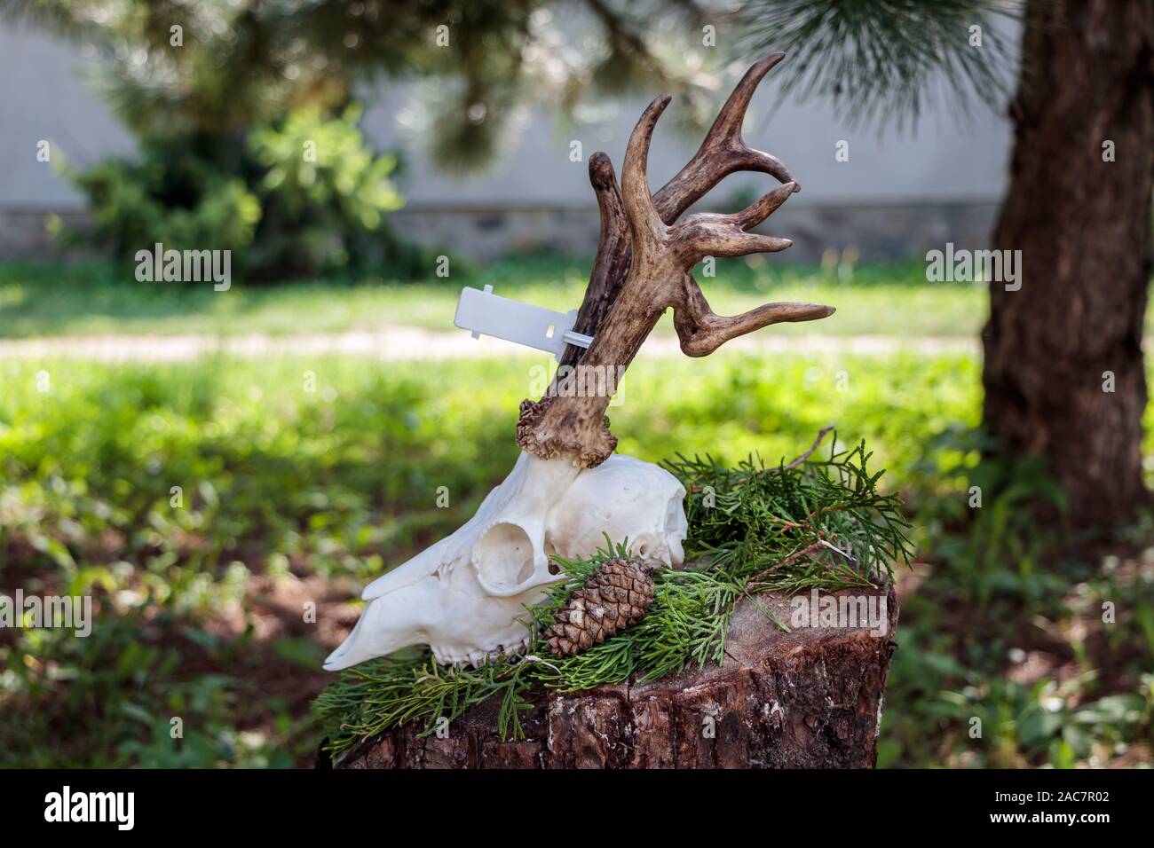 Asciugare corna di cervo attaccato al cranio su un tronco di albero Foto Stock