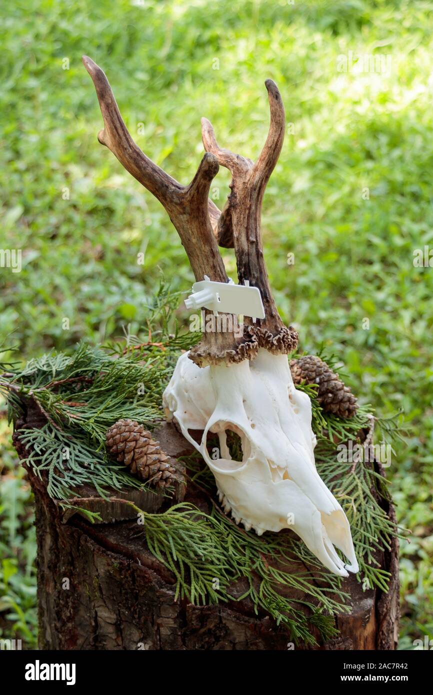 Asciugare corna di cervo attaccato al cranio su un tronco di albero Foto Stock