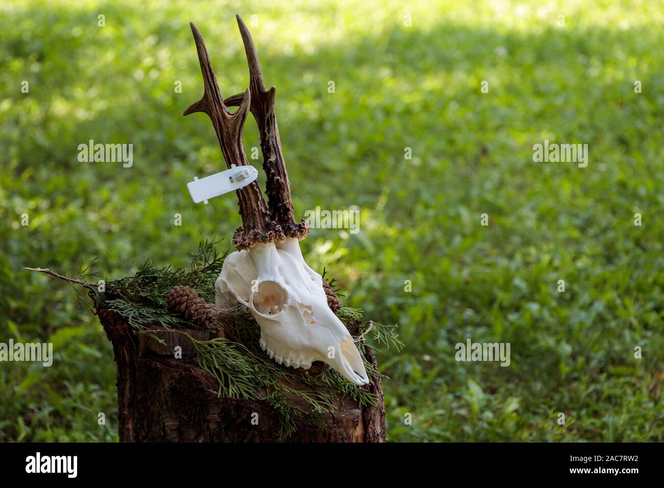 Cranio di un cervo con le corna. Cranio di cervo vicino. Cranio di cervo con i denti. Foto Stock
