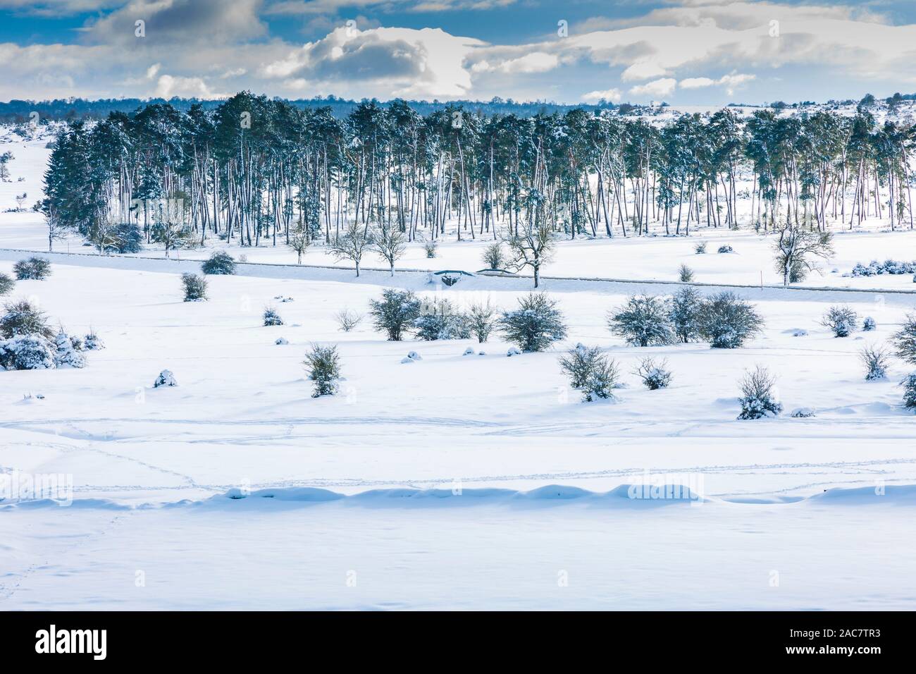 Alberi in un paesaggio ricoperto di neve. Foto Stock