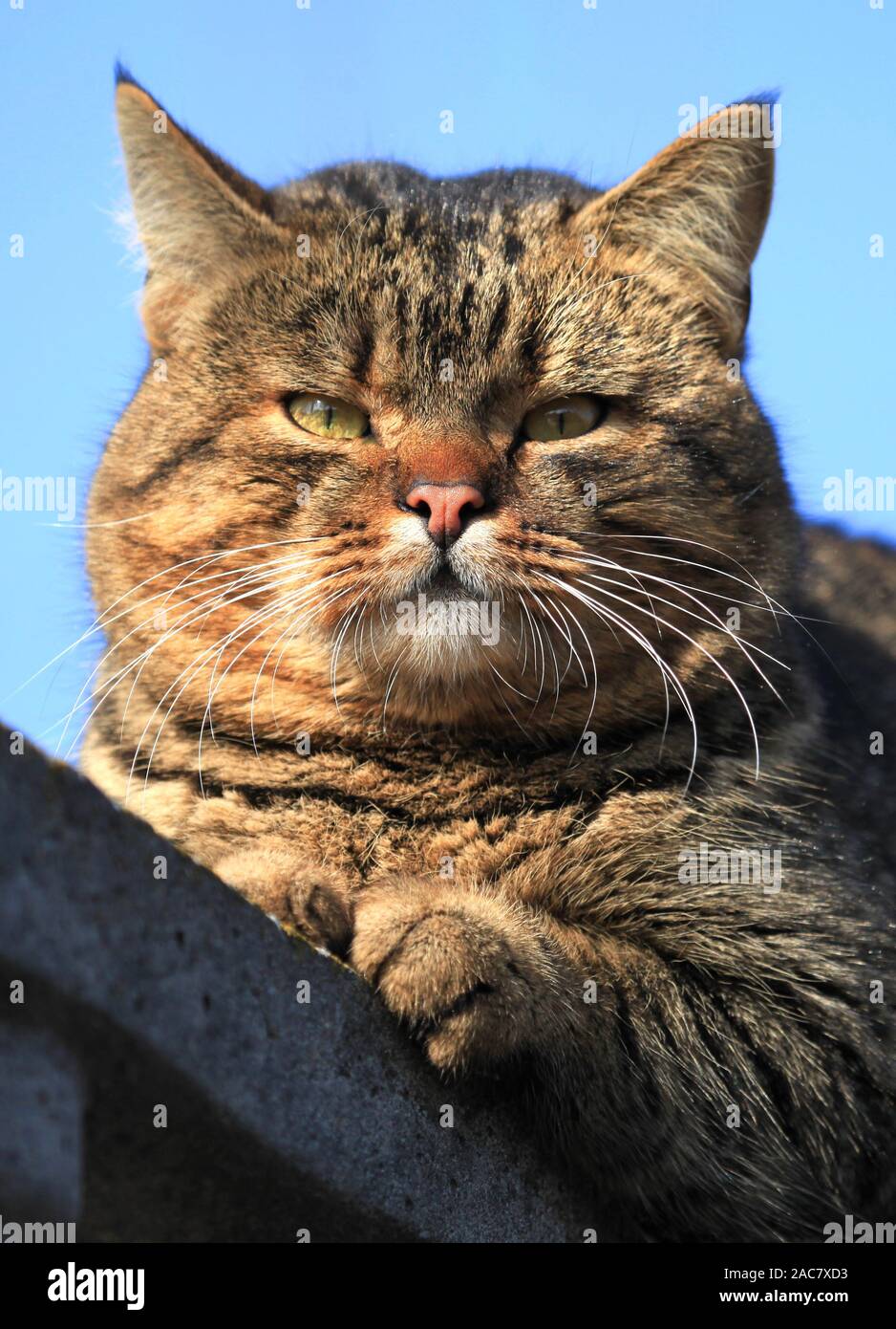 Fat сat con guance spessa e densa lana è seduto sulla recinzione. Un ben nutrito cat si gode la sua vita spensierata. Colpo verticale (telaio) Foto Stock