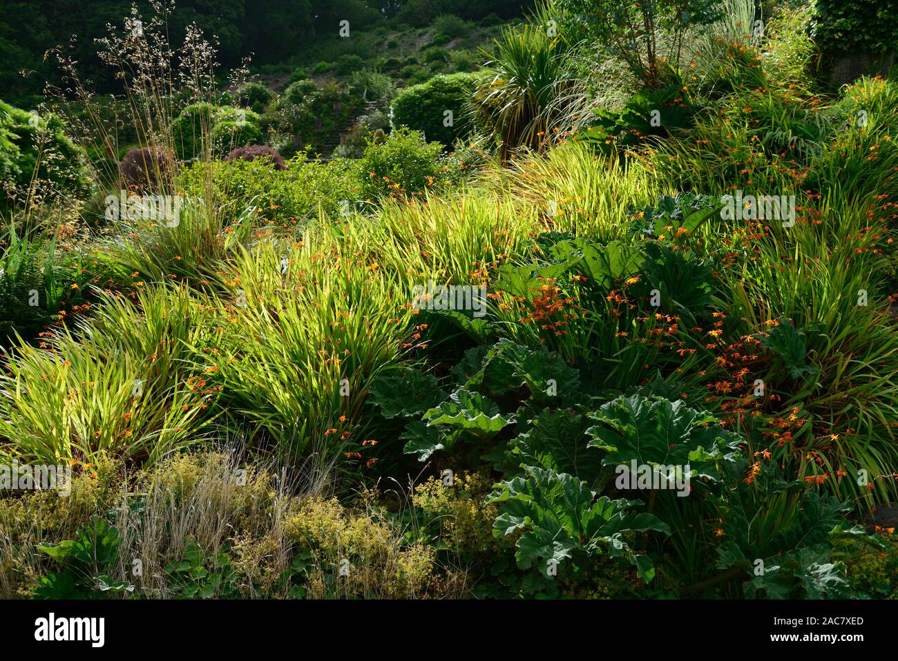 Crocosmia,gunnera,retroilluminati retroilluminazione,,INVASIVO,non piante native,flora,introdotto,Ovest dell Irlanda,Atlantica selvaggia modo,RM Floral Foto Stock