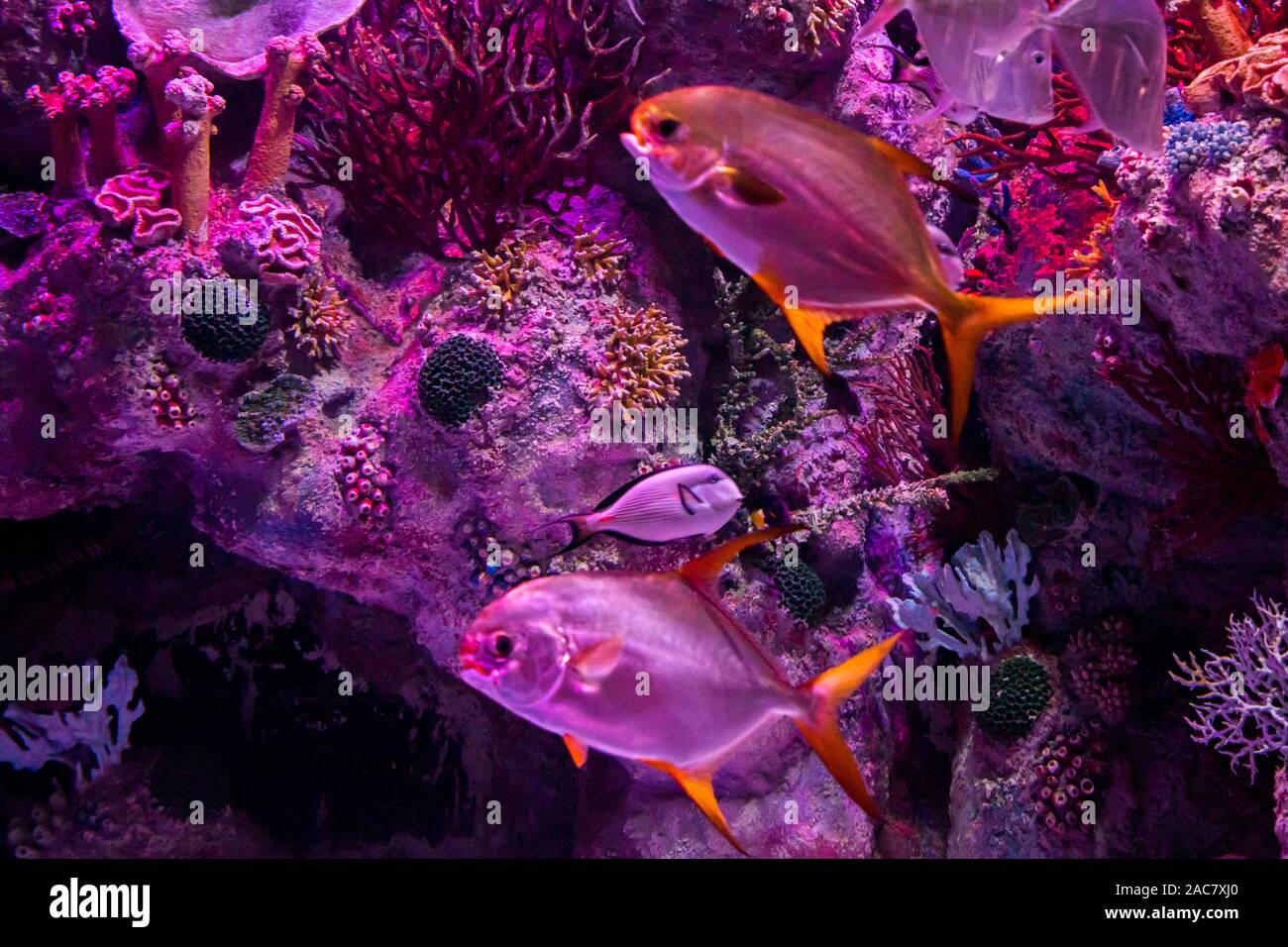 In Zoo Acquario, wild sea creature che vivono nel mare, mare, fiumi e laghi Foto Stock