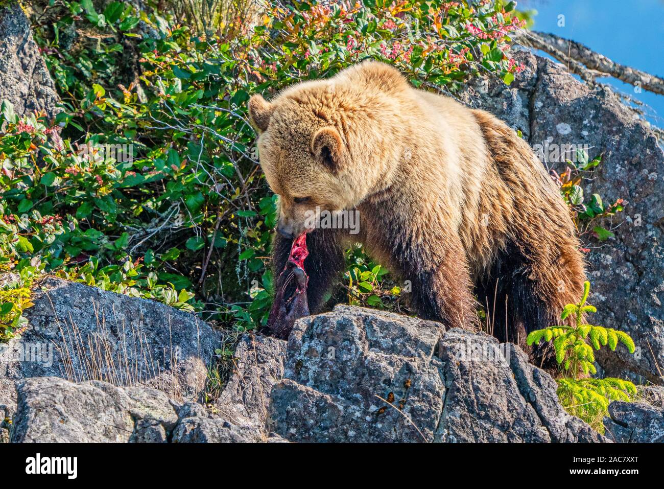 Costiera orso grizzly (orso bruno Ursus arctos) assaporerete una guarnizione nell'arcipelago di Broughton, Prime Nazioni Territorio, British Columbia, Canada Foto Stock