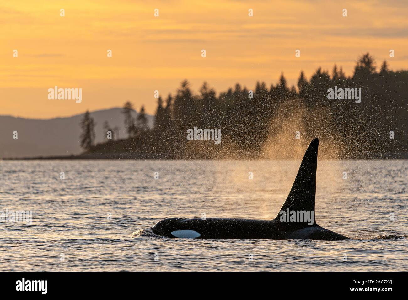 A66, surf, maschio residente settentrionale balena killer (Orcinus orca) off Donegal testa (Malcolm Island) con la parte settentrionale di Vancouver Island in background, Brit Foto Stock