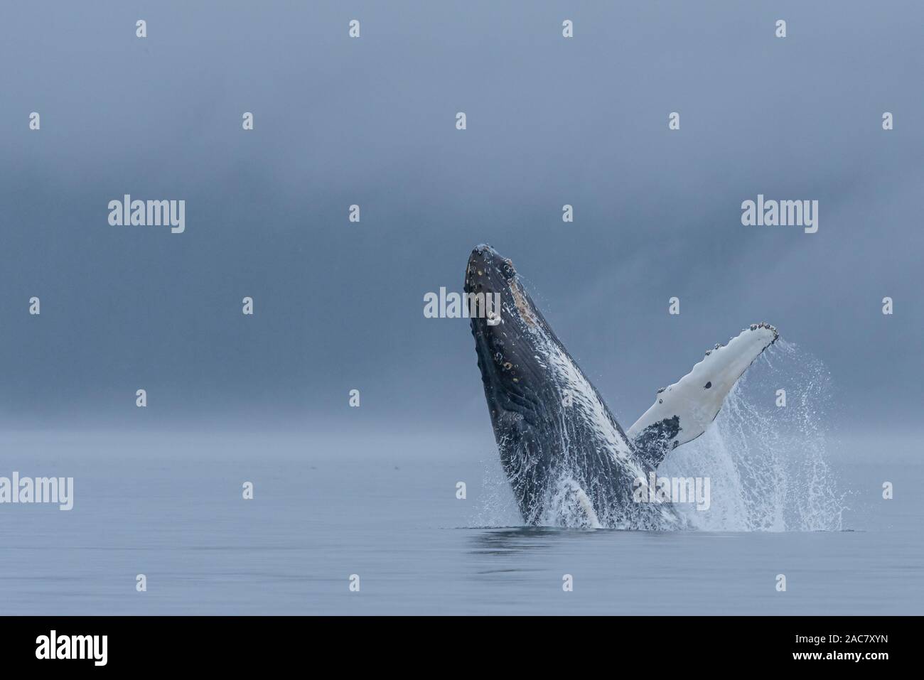 Balene Humpback Whale violare in una mattinata nebbiosa nell'arcipelago di Broughton, Prime Nazioni Territorio, British Columbia, Canada. Foto Stock