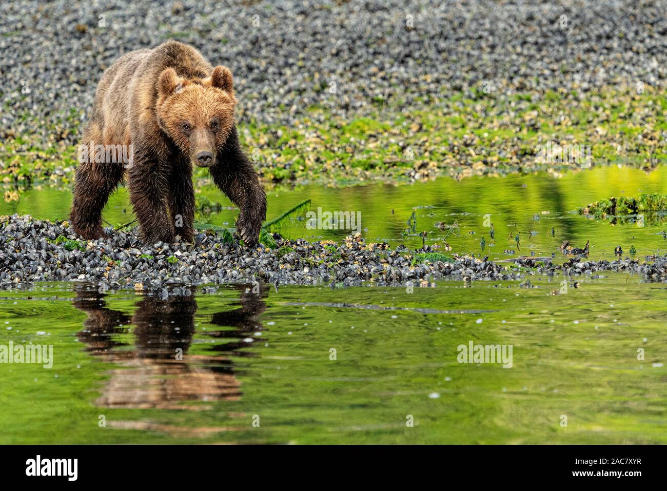 Coastal grizzly Bear Cub (orso bruno Ursus arctos) camminando lungo la bassa marea linea in ingresso del cavaliere, Prime Nazioni Territorio, British Columbia, Canada Foto Stock