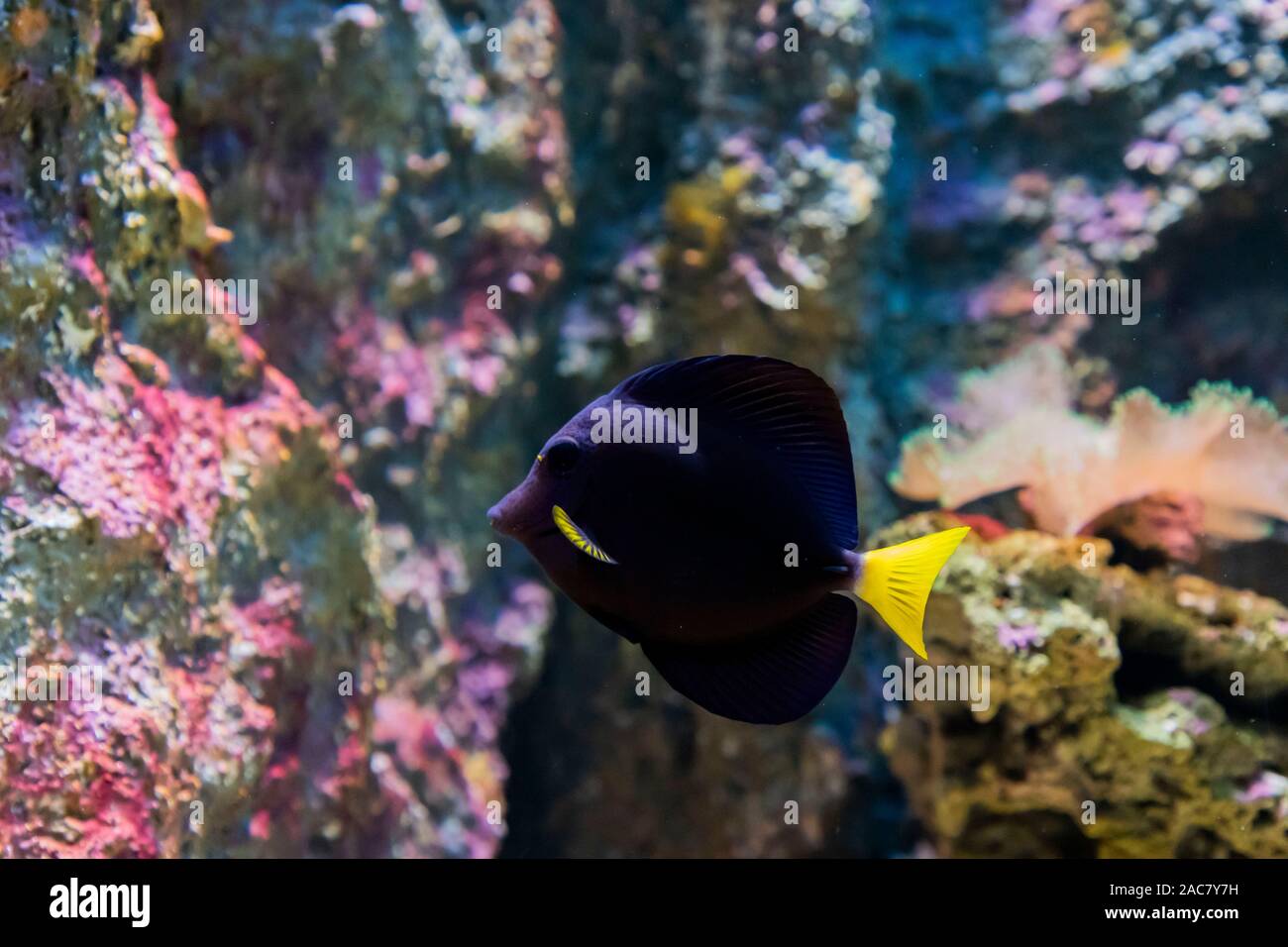 In Zoo Acquario, wild sea creature che vivono nel mare, mare, fiumi e laghi Foto Stock