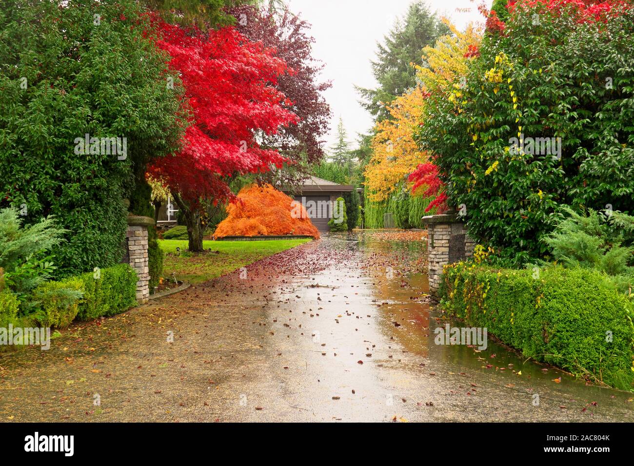 Il rosso, il giallo e il verde paesaggio alberi lungo un viale residenziale. Maple Ridge, B. C., Canada. Foto Stock
