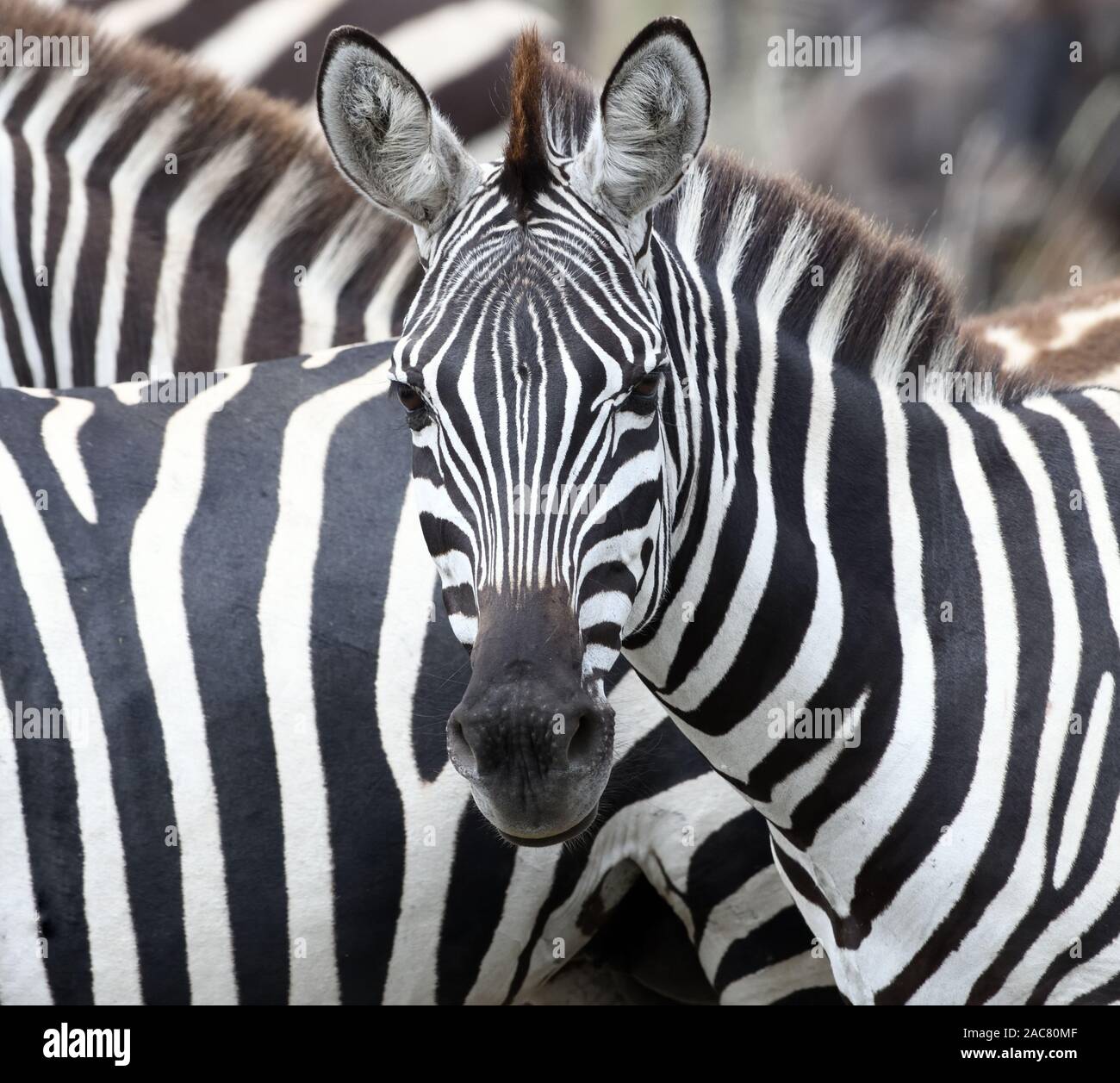 Ritratto di una pianura zebra foal (Equus quagga, ex Equus burchellii). Parco Nazionale di Serengeti, Tanzania. Foto Stock