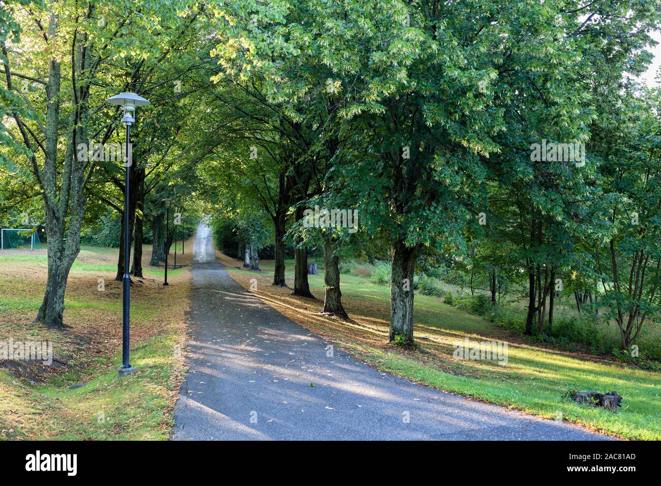 Tree vicolo in Johannesbergsparken vicino a Fredriksberg, Vaxholm, Svezia Foto Stock