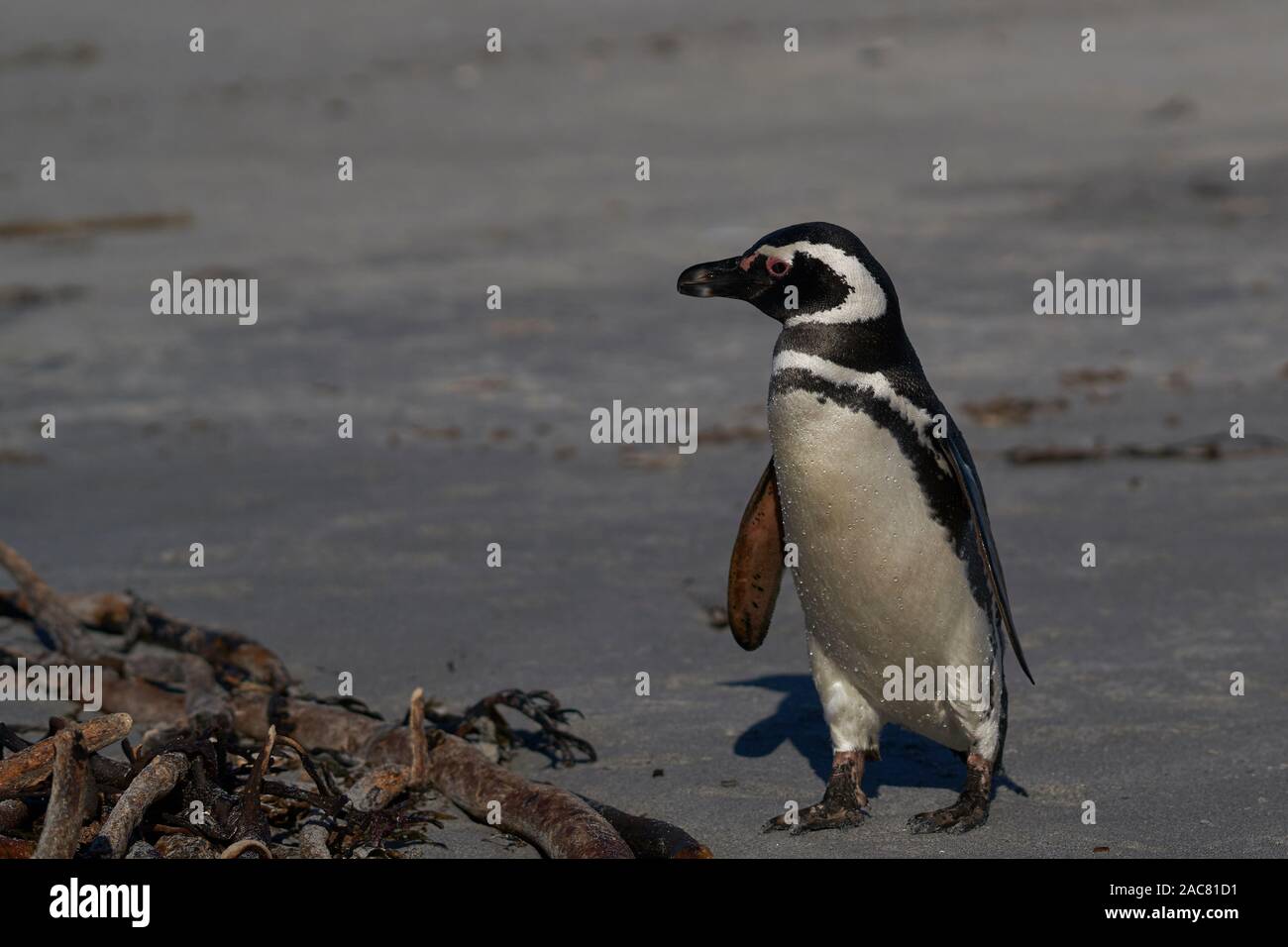 Pinguino Magellanico (Sfeniscus magellanicus) sulla costa dell'Isola dei leoni marini nelle Isole Falkland. Foto Stock