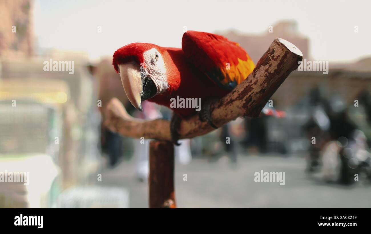 Ara pappagallo vicino fino in uccelli esotici mercato degli animali. Red Tropical Macaw genere in Pole con lo sguardo verso il basso. Curioso battenti Pet con uno splendido piumaggio sul ramo Shallow Focus. Foto Stock