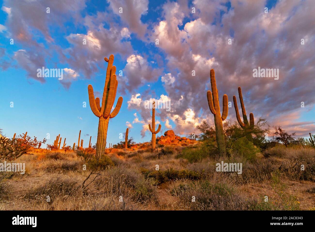 Vivace tramonto nuvole e Cactus lungo un deserto sentiero escursionistico nella parte Nord di Scottsdale, AZ. Foto Stock