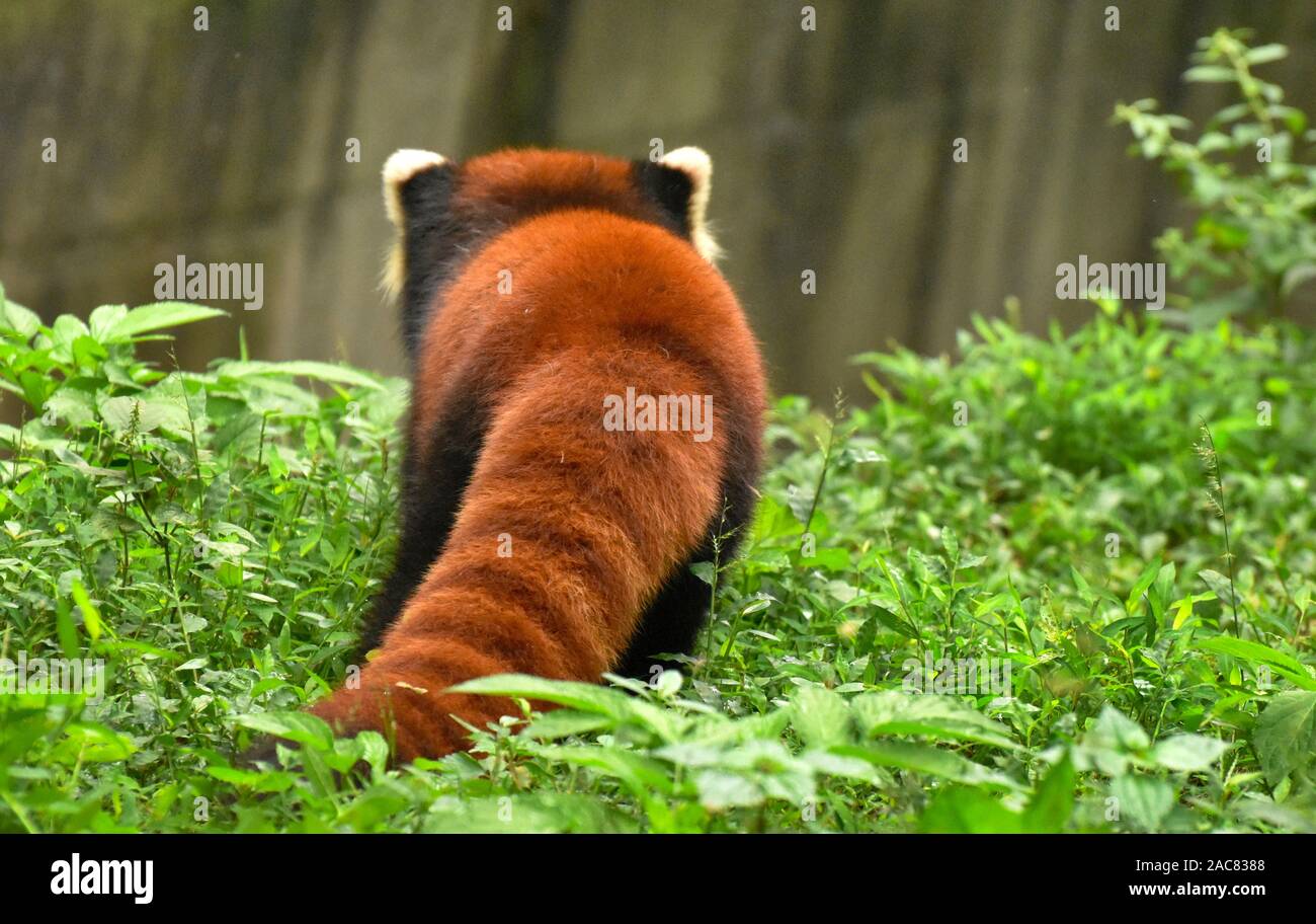 Panda rosso della coda e torna a camminare su erba, Chengdu Sichuan, Cina Foto Stock