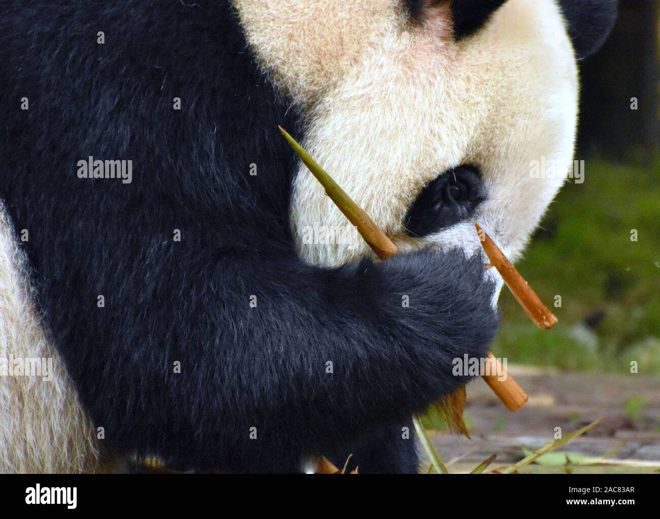 Panda munching su germogli di bambù Foto Stock