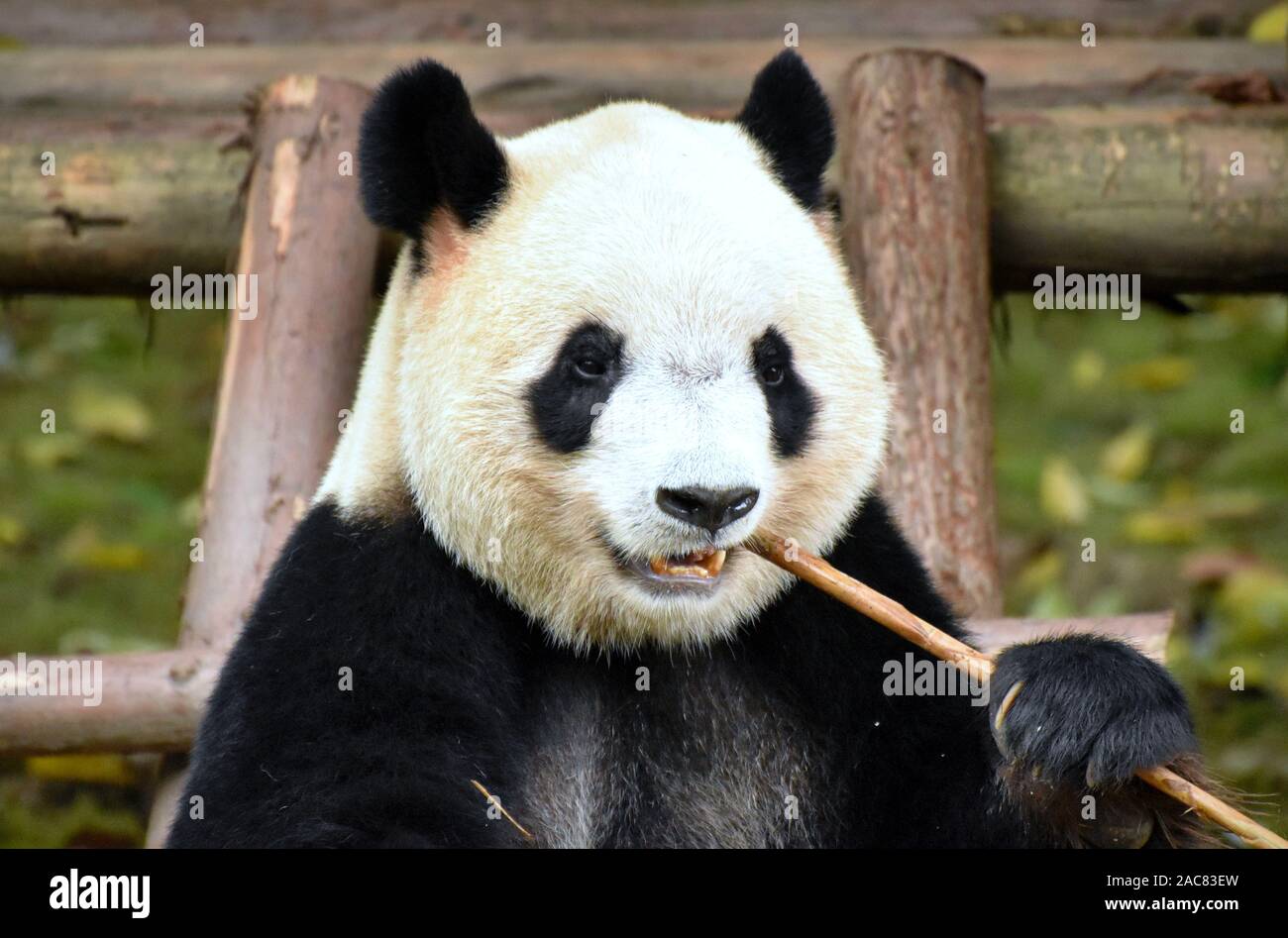 Orso Panda munching su bambù, vicino la faccia anteriore verticale Foto Stock