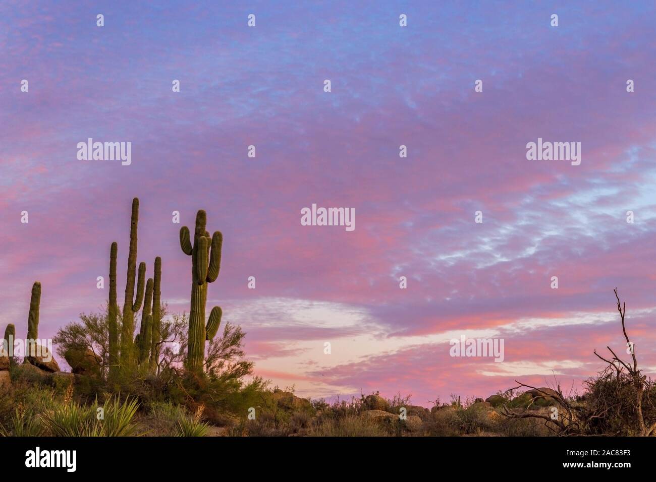 Un cavalletto di Saguao Cactus al tramonto nella parte Nord di Scottsdale con cieli colorati Foto Stock