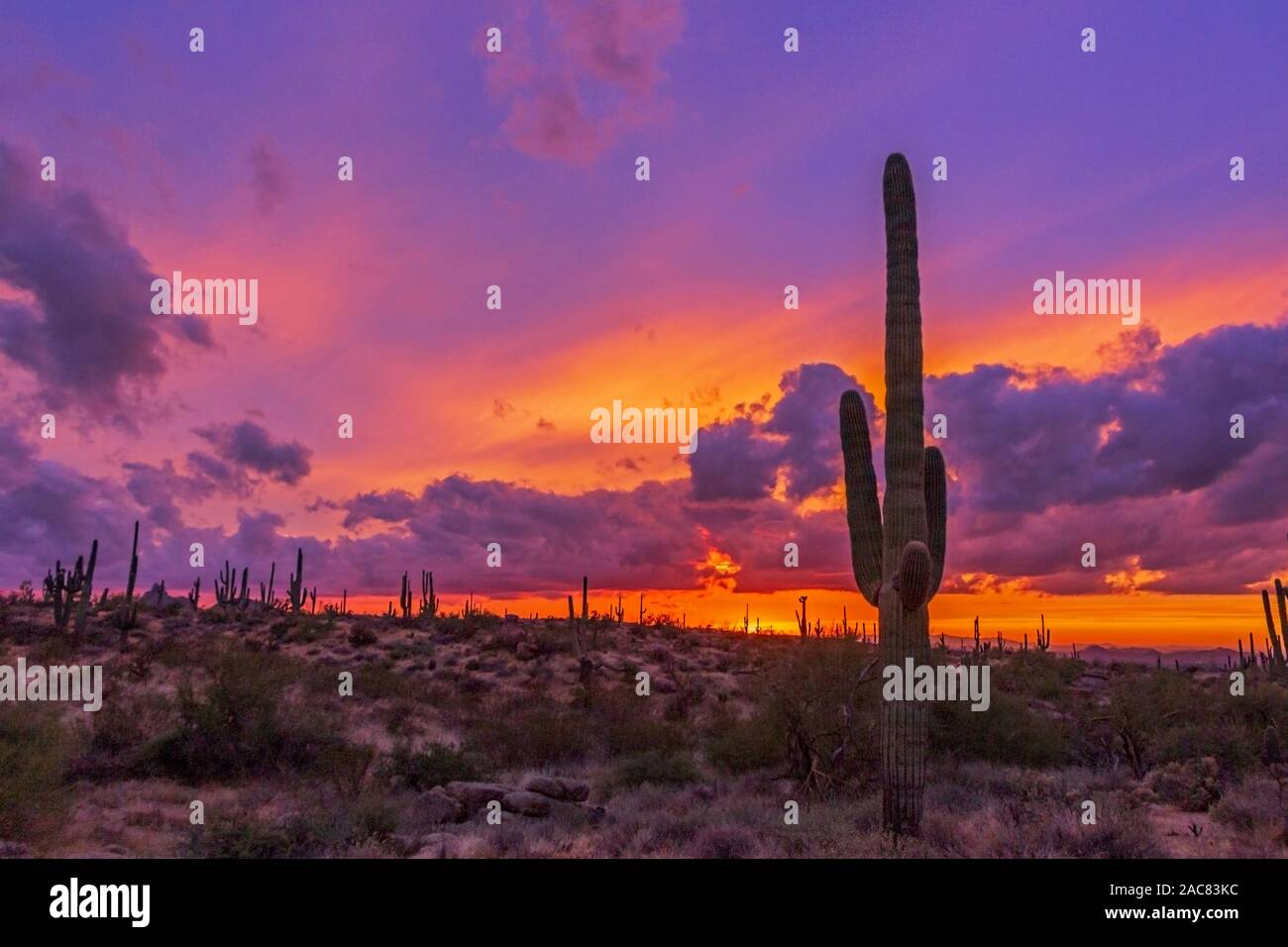 Vivace tramonto fuori Scottsdale Arizona sentiero escursionistico con cactus Saguaro 2019 Foto Stock