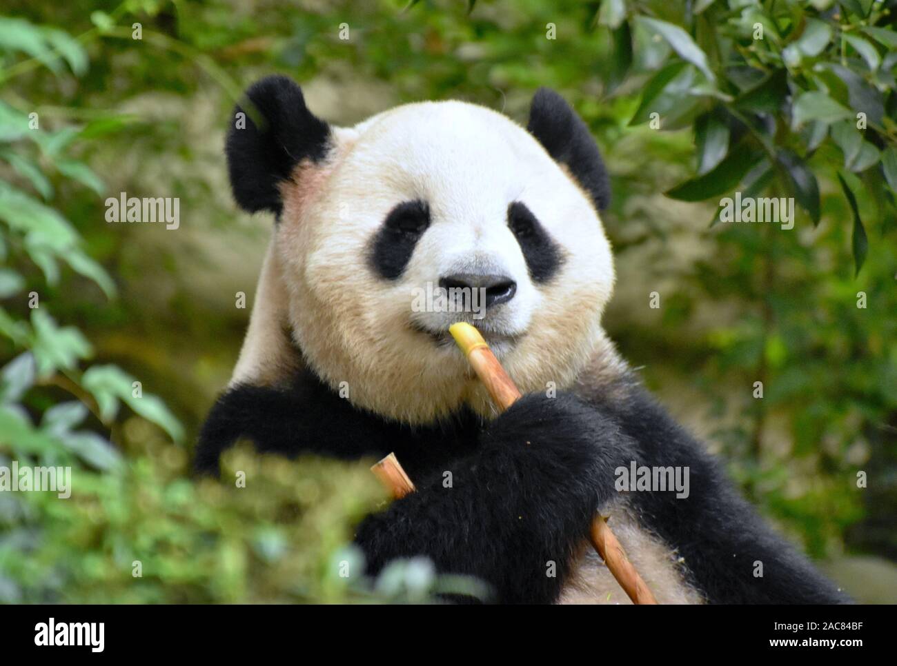 Simpatico orso panda mangiare il bambù vicino fino Foto Stock