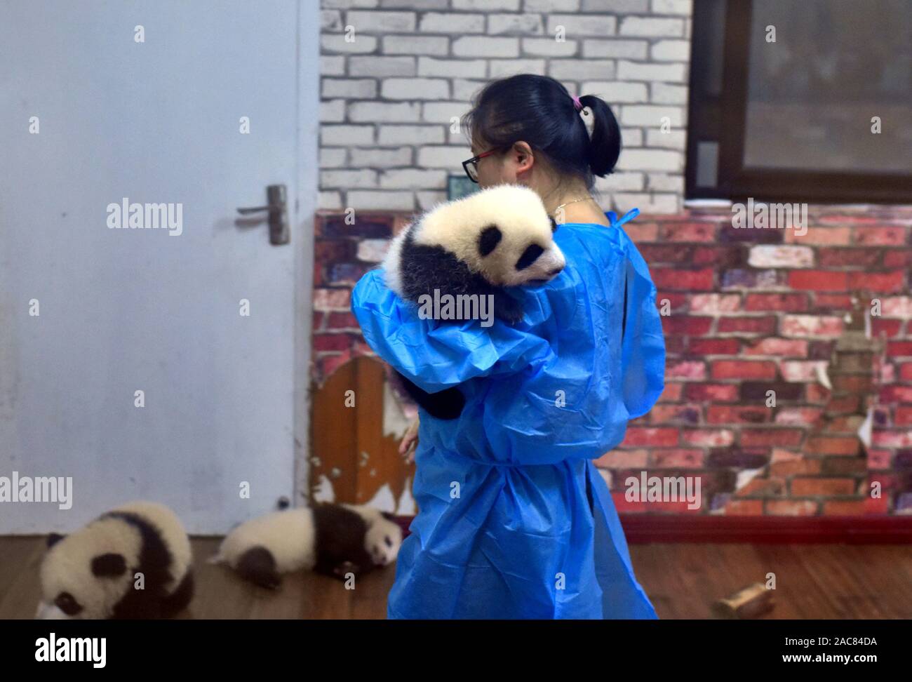Orso Panda nelle braccia di custode a Chengdu Panda Centro di allevamento, Cina Foto Stock