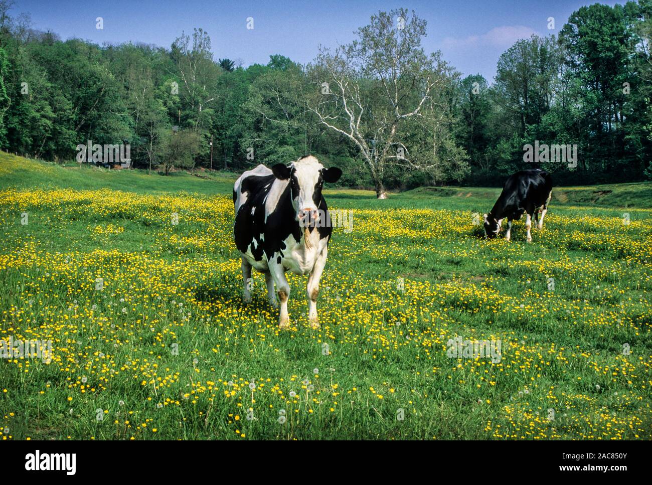 Mucche di Holstein pascolo in campo, contea di Lancaster, Pennsylvania rurale, Stati Uniti, PA immagini US, Funny Animals Pa images bestiame bovino d'epoca Foto Stock
