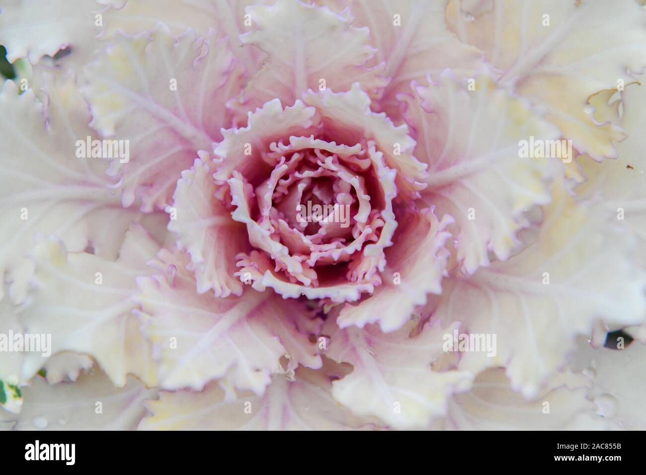 Brassica oleracea aka. cavolo autunno - inverno - cavolo verza ornamentali - close up di cavolo decorativi Foto Stock