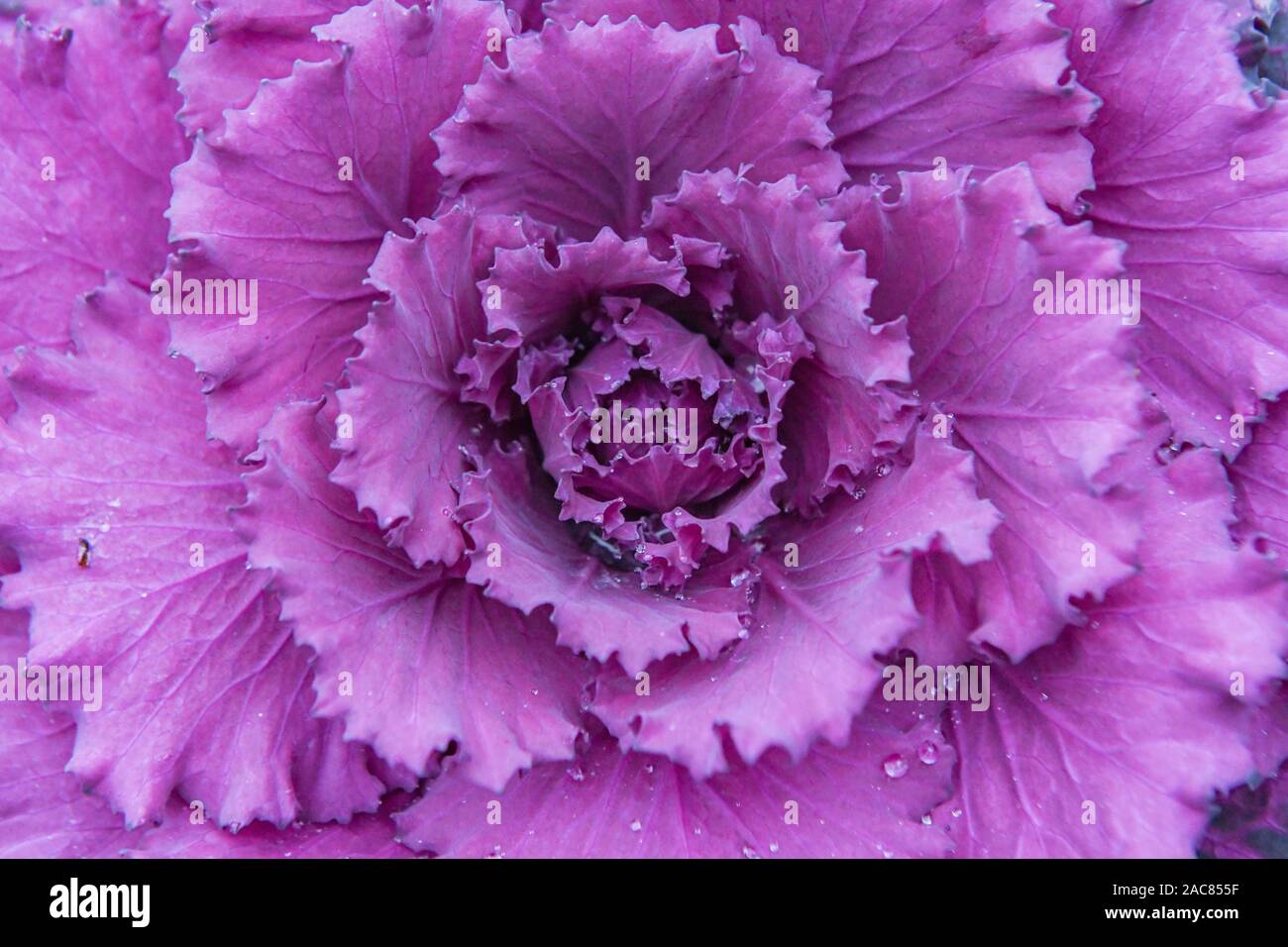 Brassica oleracea aka. cavolo autunno - inverno cavolo - viola cavolo ornamentale - close up di rosa cavolo decorativi Foto Stock