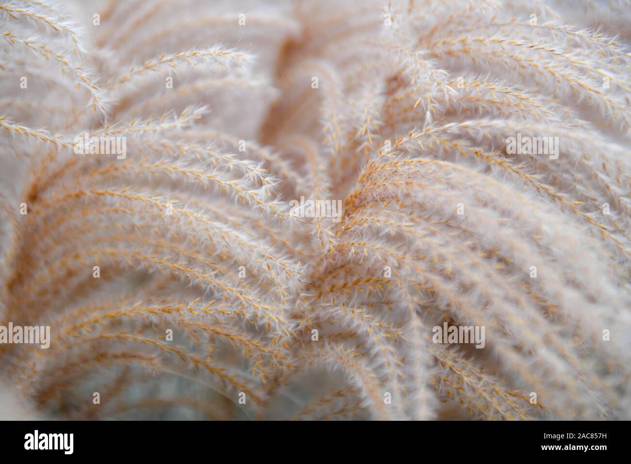 Pampas pennacchi di erba close up - erba ornamentale cortaderia selloana close up - erba feathery caduta erba alta in inverno Foto Stock