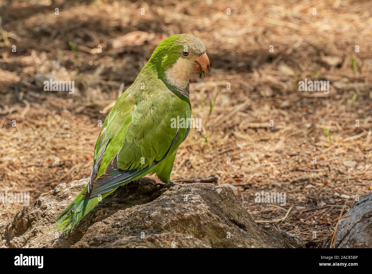 Monaco parrocchetto, Myiopsitta monachus, Quaker parrot, è una specie di pappagallo vero nella famiglia Psittacidae. Piccola, luminosa-pappagallo verde con un grigio br Foto Stock
