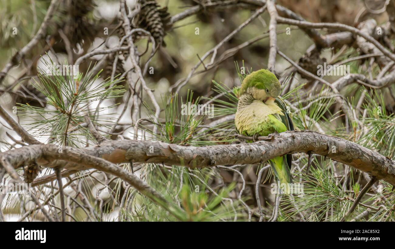 Monaco parrocchetto, Myiopsitta monachus, Quaker parrot, è una specie di pappagallo vero nella famiglia Psittacidae. Piccola, luminosa-pappagallo verde con un grigio br Foto Stock