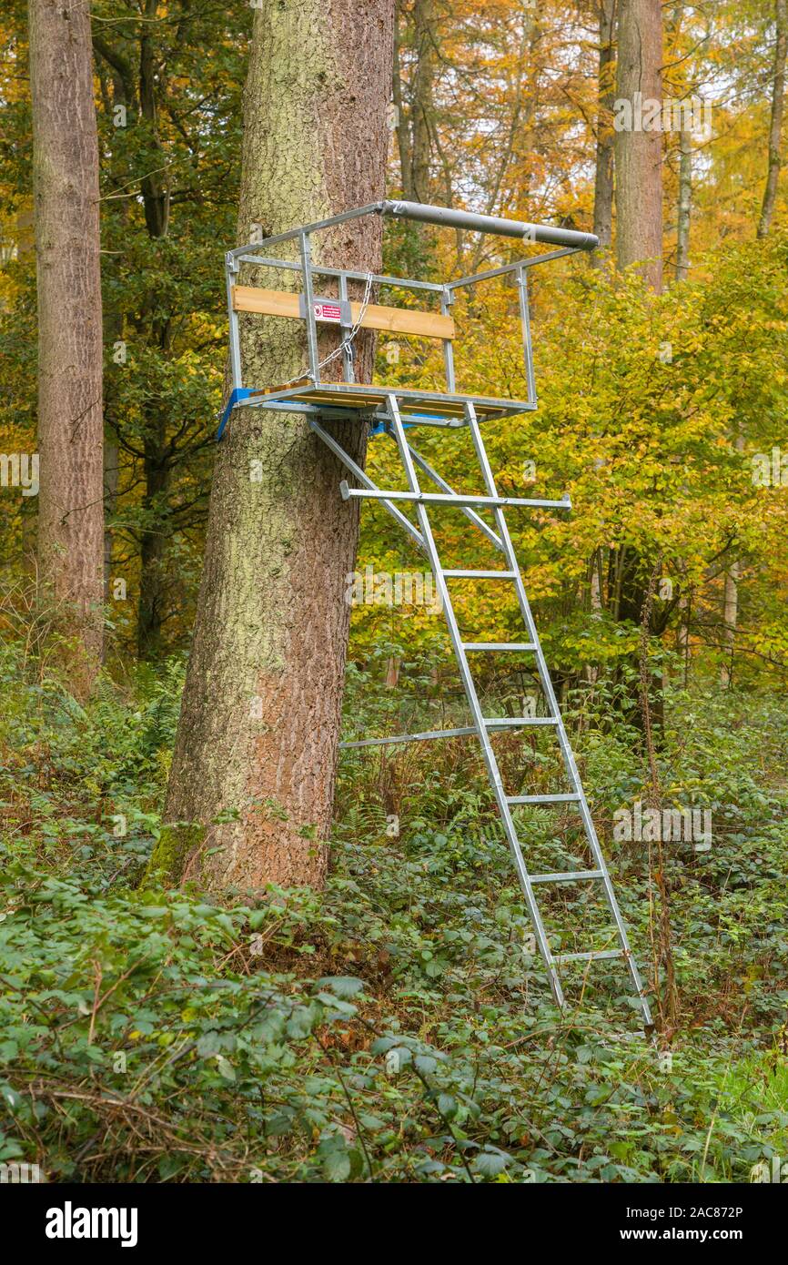 Un portatile zincata per legno e metallo pedana di tiro o di supporto albero per riprese di cervo in autunno i boschi di faggio vicino a Nettlebed, Oxfordshire Foto Stock