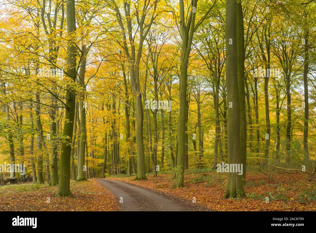Chiltern boschi di faggi in autunno con belle foglie d'oro Foto Stock