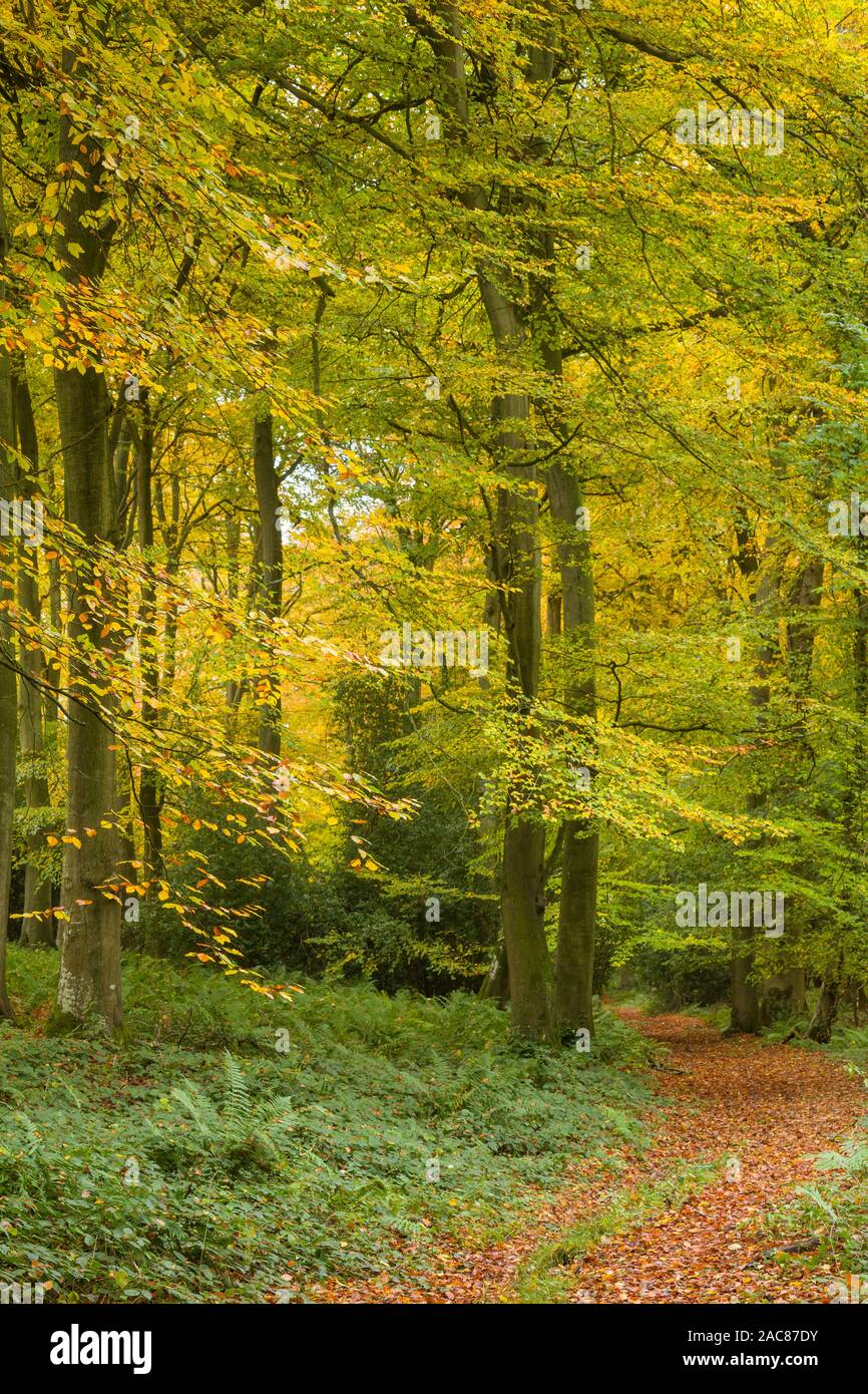 Chiltern boschi di faggi in autunno con belle foglie d'oro Foto Stock