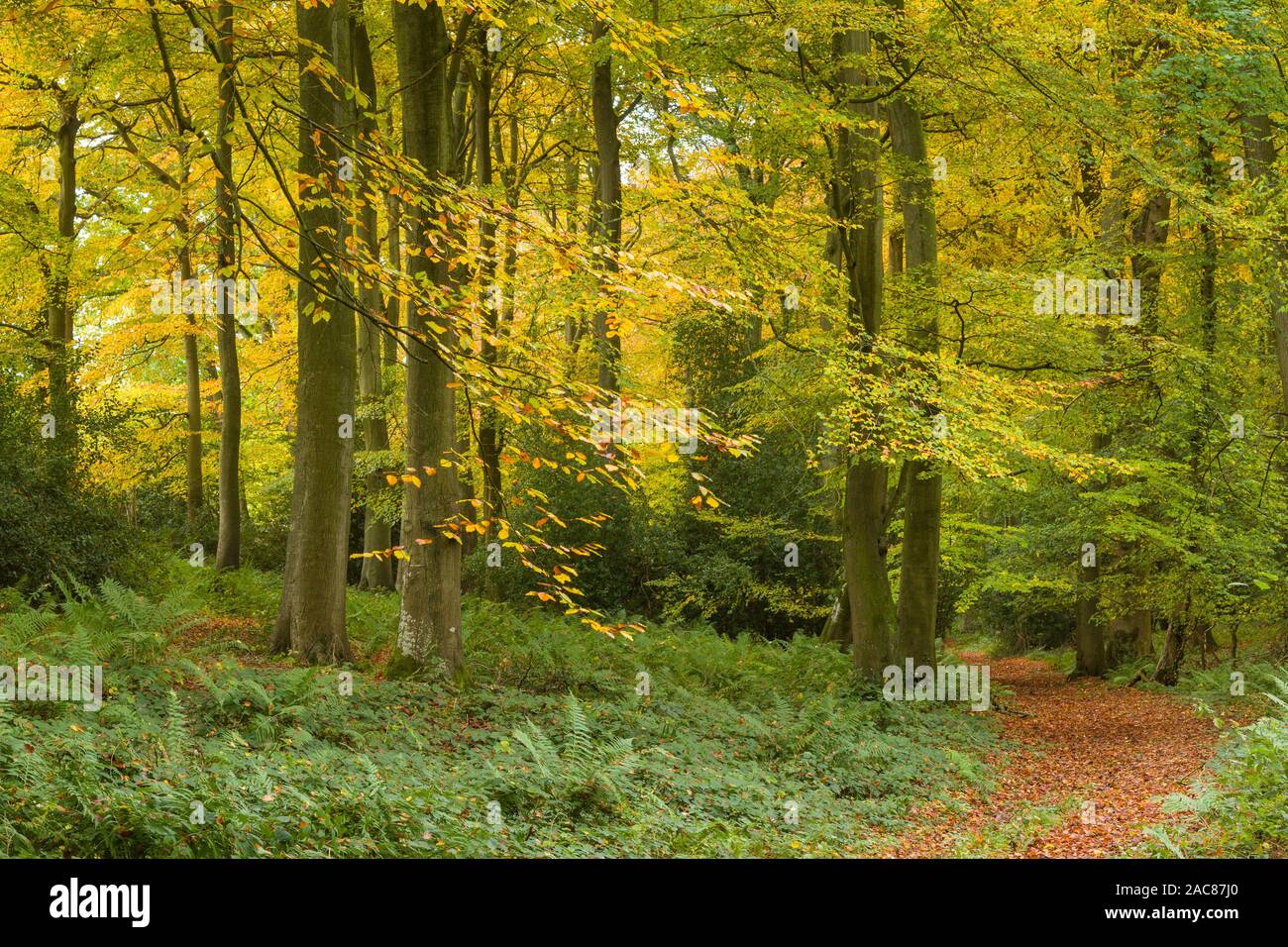 Chiltern boschi di faggi in autunno con belle foglie d'oro Foto Stock