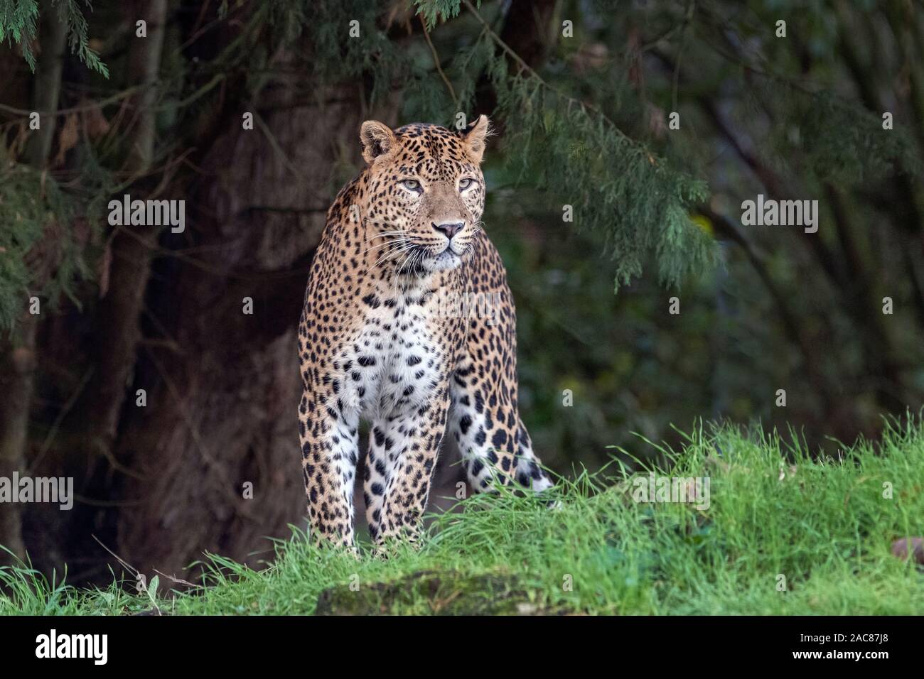 Maschio di leopardo dello Sri Lanka, in piedi sull'erba. Foto Stock