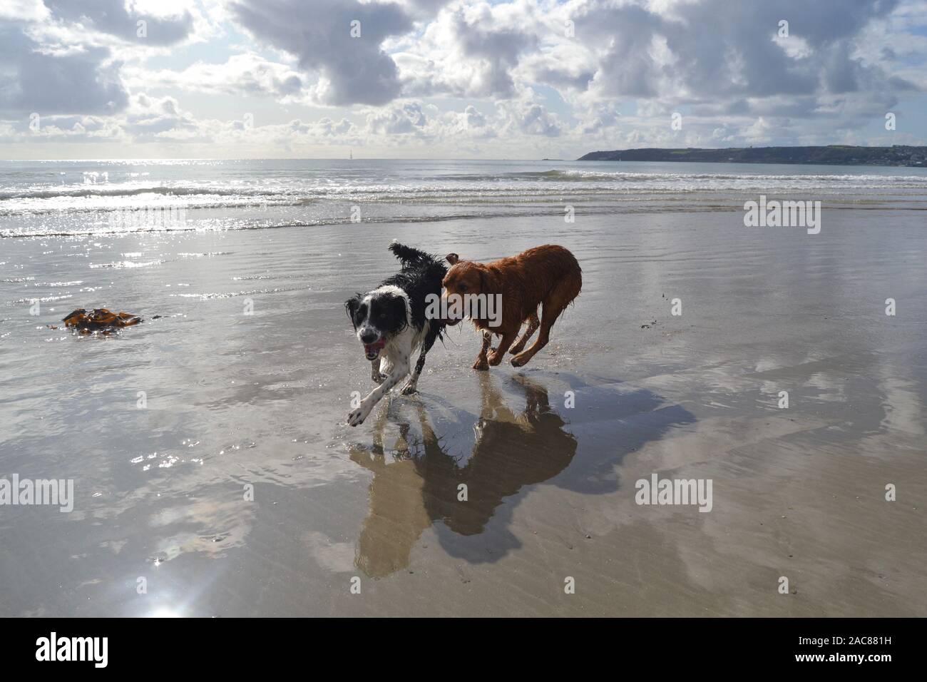 I cani in esecuzione sulla spiaggia con Newlyn distanti, Cornwall dietro di loro. Un labrador croce e un Sprollie, caccia e riproduzione Foto Stock