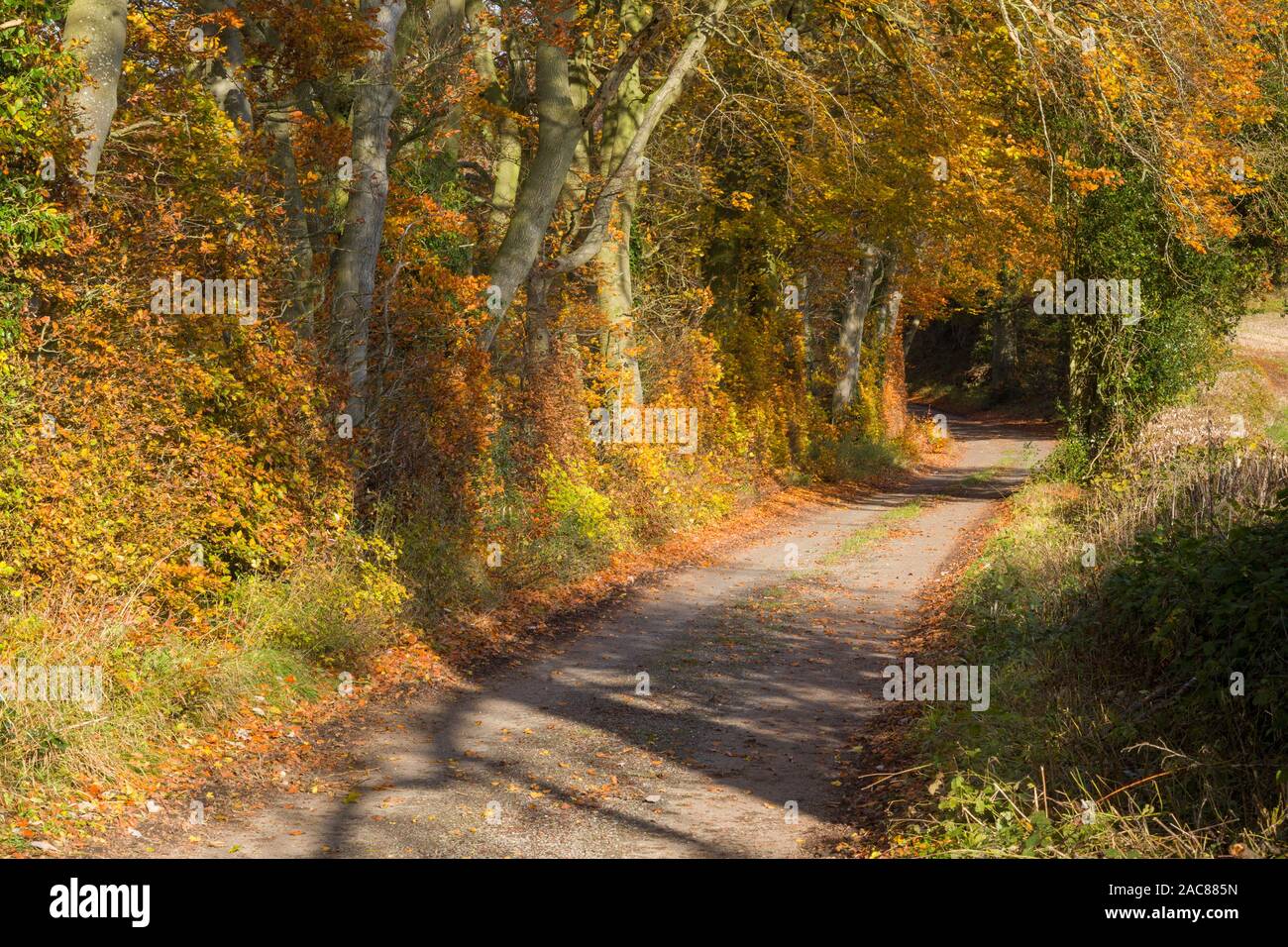 Un vicolo del paese passa sotto il golden faggi in Chilterns in autunno Foto Stock