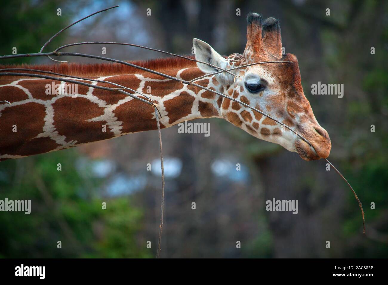 Lungo collo giraffa con ramoscelli Foto Stock