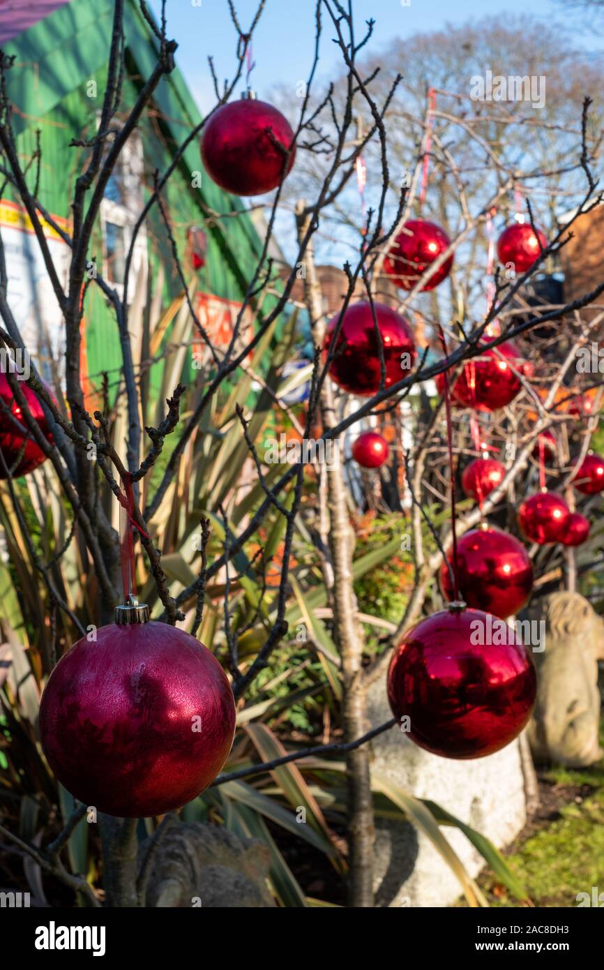 Baubles rosso per Natale appeso a un albero, fotografata sulla torta di Anguilla isola nella parte anteriore del legno di un artista della casa, Twickenham, Londra UK . Foto Stock