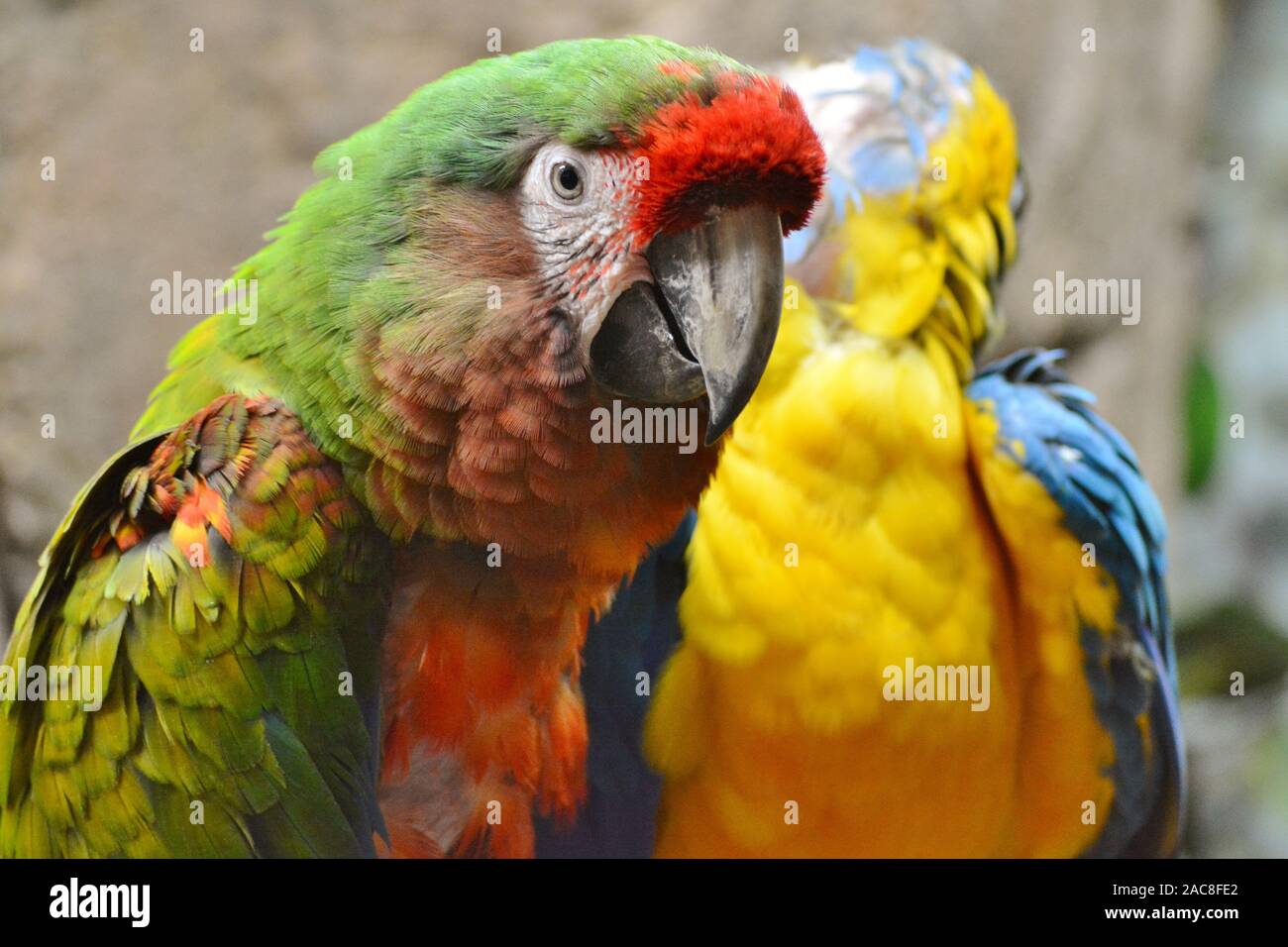 Due pappagalli con bellissimi colori Foto Stock