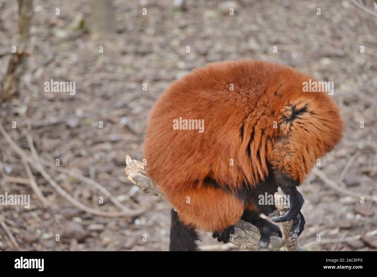 Un rosso timido ruffed lemmur Foto Stock