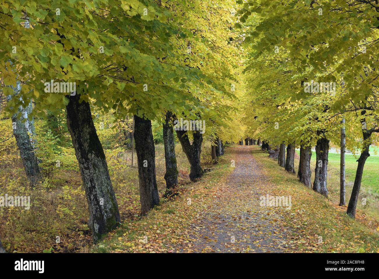 Il sentiero tra il colore di autunno alberi fuori Bogesund vicino a Vaxholm, Svezia Foto Stock