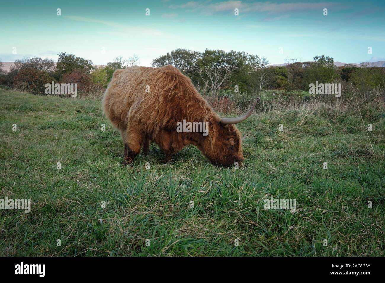 Scottish Coo, Hairy Coo, Scotland, Regno Unito Foto Stock